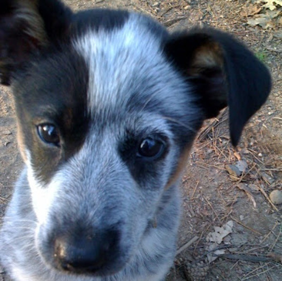 Meet your Posher, Nikki - Picture 1 of 1